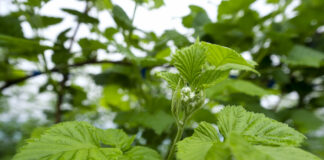 Nawożenie malin. Cz. 3 – przygotowanie do fertygacji. FILM