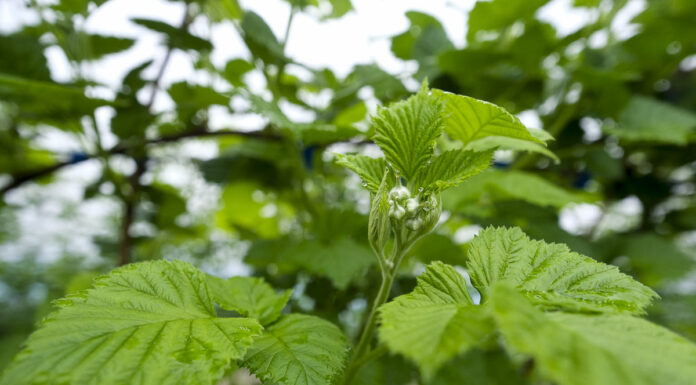 Nawożenie malin. Cz. 3 – przygotowanie do fertygacji. FILM