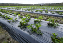 Truskawkowe Inspiracje. Fertygacja i nawożenie dolistne truskawek przed i w trakcie kwitnienia