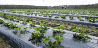 Truskawkowe Inspiracje. Fertygacja i nawożenie dolistne truskawek przed i w trakcie kwitnienia