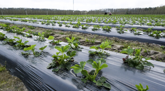 Truskawkowe Inspiracje. Fertygacja i nawożenie dolistne truskawek przed i w trakcie kwitnienia