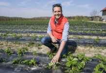 Truskawkowe Inspiracje – ochrona truskawek przed kwitnieniem