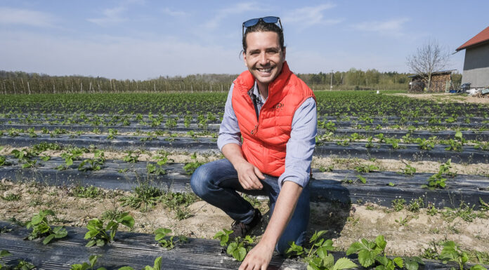 Truskawkowe Inspiracje – ochrona truskawek przed kwitnieniem