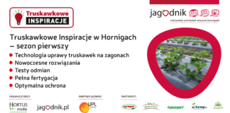 Truskawkowe Inspiracje w Hornigach – nowy wymiar plantacji polowych truskawek