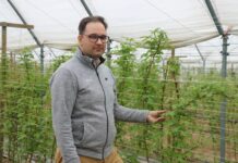 Nawożenie malin letnich i jesiennych przed kwitnieniem- Malinowe Factory 2022