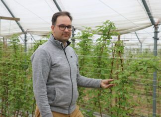 Nawożenie malin letnich i jesiennych przed kwitnieniem- Malinowe Factory 2022