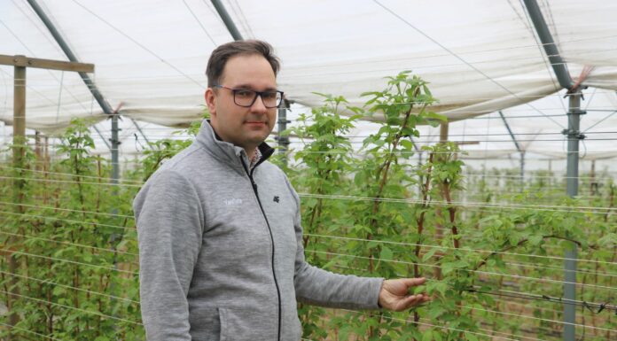 Nawożenie malin letnich i jesiennych przed kwitnieniem- Malinowe Factory 2022