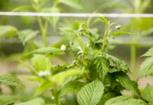 Maliny 2022 – czas zacząć ochronę przed szarą pleśnią i prowadzić lustrację szkodników Szkodniki malin