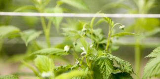 Maliny 2022 – czas zacząć ochronę przed szarą pleśnią i prowadzić lustrację szkodników Szkodniki malin