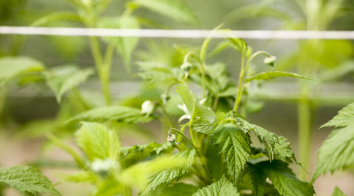 Maliny 2022 – czas zacząć ochronę przed szarą pleśnią i prowadzić lustrację szkodników Szkodniki malin