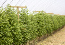 Nawożenie malin z firmą YARA, cz. 5. Stężenie pożywek. FILM