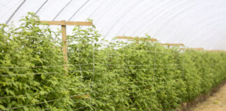 Nawożenie malin z firmą YARA, cz. 5. Stężenie pożywek. FILM