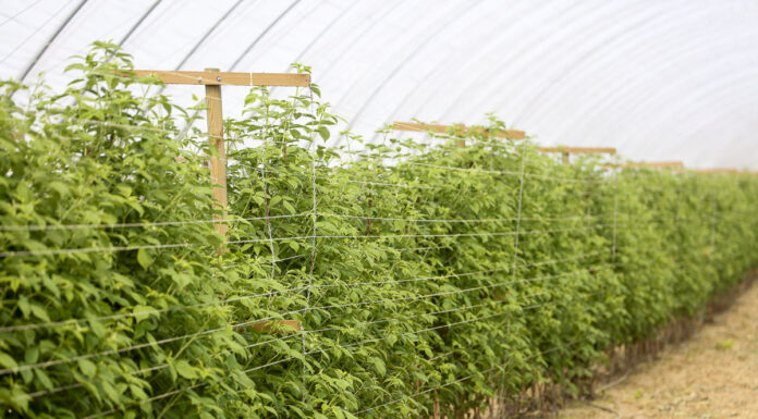 Nawożenie malin z firmą YARA, cz. 5. Stężenie pożywek. FILM