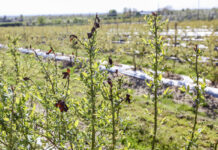 Gdy kwitnie borówka, trzeba zacząć ochronę przed szarą pleśnią