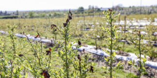 Gdy kwitnie borówka, trzeba zacząć ochronę przed szarą pleśnią