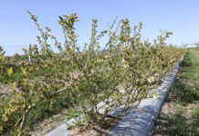 Warto zwrócić uwagę na szkodniki borówki