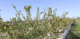 Warto zwrócić uwagę na szkodniki borówki