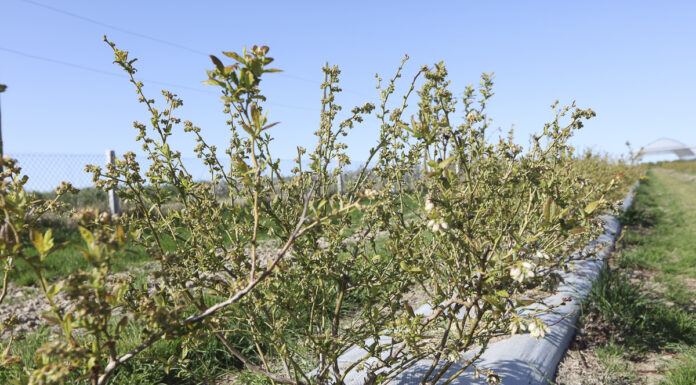 Warto zwrócić uwagę na szkodniki borówki