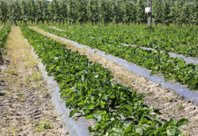 Nawożenie truskawek – warto już zacząć zabiegi wpływające na jakość owoców