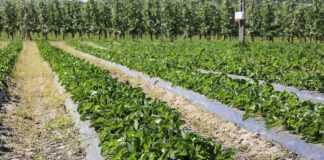 Nawożenie truskawek – warto już zacząć zabiegi wpływające na jakość owoców