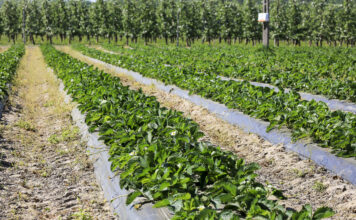 Nawożenie truskawek – warto już zacząć zabiegi wpływające na jakość owoców