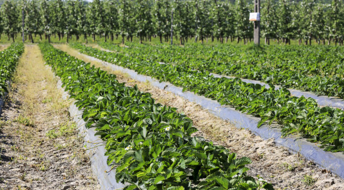 Nawożenie truskawek – warto już zacząć zabiegi wpływające na jakość owoców