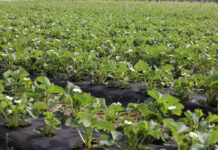 Kwitnienie truskawek – zapobieganie chorobom, lustracja szkodników