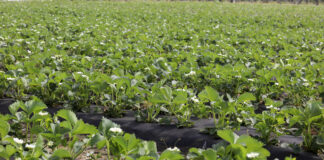 Kwitnienie truskawek – zapobieganie chorobom, lustracja szkodników