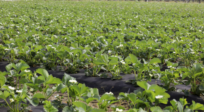Kwitnienie truskawek – zapobieganie chorobom, lustracja szkodników