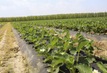 Nawożenie truskawek w fazie kwitnienia – fertygacja i dolistne