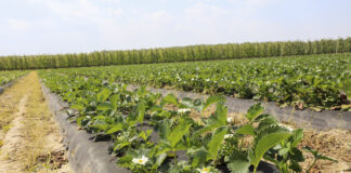 Nawożenie truskawek w fazie kwitnienia – fertygacja i dolistne