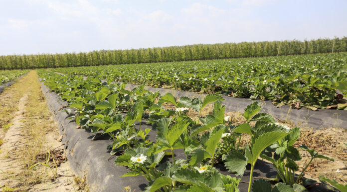 Nawożenie truskawek w fazie kwitnienia – fertygacja i dolistne