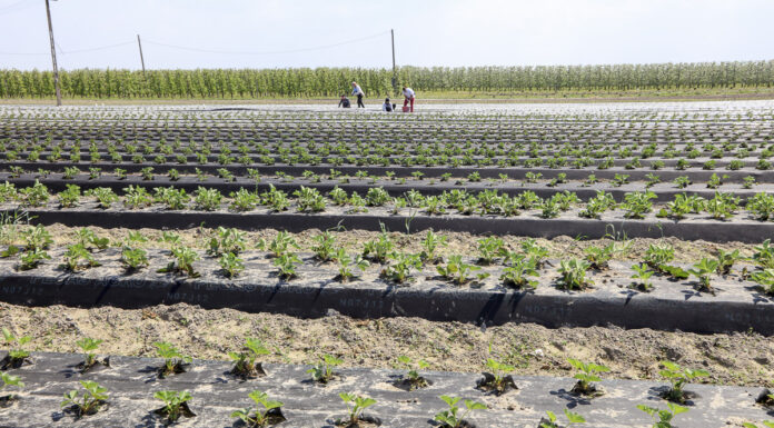 Truskawkowe Inspiracje w Hornigach, czyli nowoczesna uprawa truskawek polowych