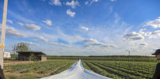 Przymrozki 2022. Plantatorzy chronią swoje plantacje i walczą o utrzymanie plonu