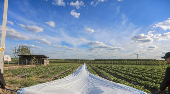 Przymrozki 2022. Plantatorzy chronią swoje plantacje i walczą o utrzymanie plonu