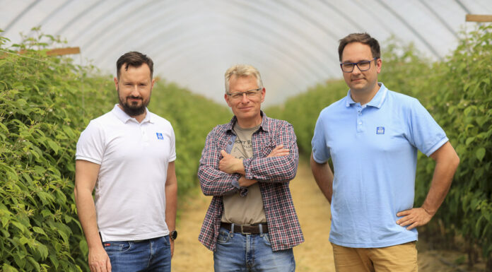 Kwitnienie malin i aktualne zalecenia nawozowe