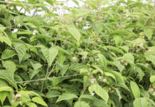 Maliny letnie w okresie kwitnienia, a jesienne jeszcze rosną