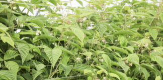 Maliny letnie w okresie kwitnienia, a jesienne jeszcze rosną