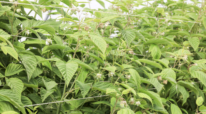 Maliny letnie w okresie kwitnienia, a jesienne jeszcze rosną