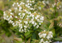 Gdy kwitnie borówka kwitnienie borówki