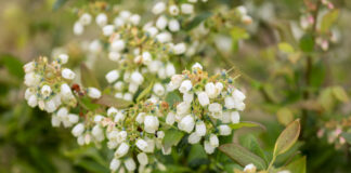 Gdy kwitnie borówka kwitnienie borówki