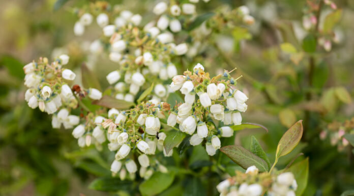 Gdy kwitnie borówka kwitnienie borówki