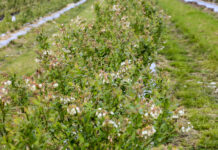 Ochrona borówki w czasie kwitnienia i dodatkowa BIOSTYMULACJA