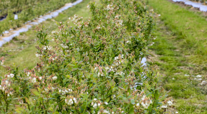Ochrona borówki w czasie kwitnienia i dodatkowa BIOSTYMULACJA