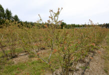 Borówki po przymrozkach 2022. Straty są dotkliwe na niektórych plantacjach