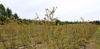 Borówki po przymrozkach 2022. Straty są dotkliwe na niektórych plantacjach