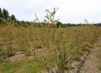 Borówki po przymrozkach 2022. Straty są dotkliwe na niektórych plantacjach