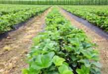 Rekomendacje dla producentów truskawek na szkoleniu w Jasieńcu