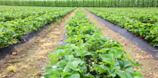 Rekomendacje dla producentów truskawek na szkoleniu w Jasieńcu