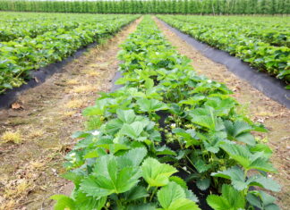 Rekomendacje dla producentów truskawek na szkoleniu w Jasieńcu